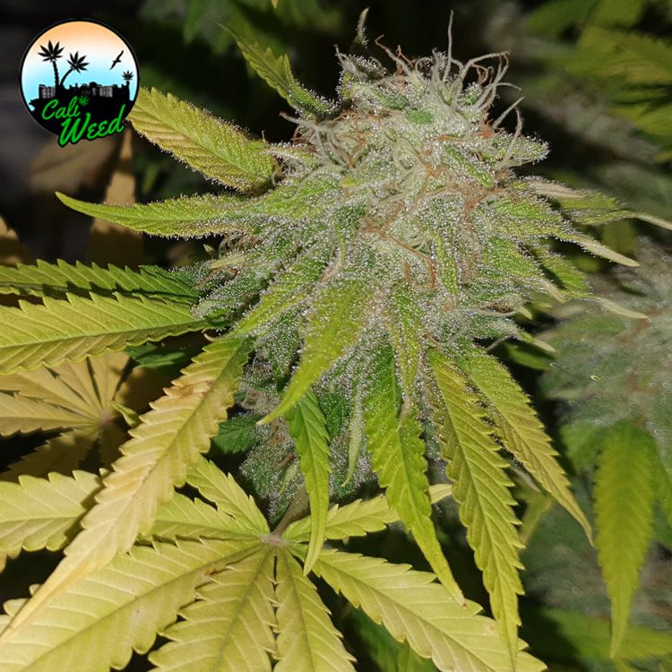 Gushers Feminised Seeds