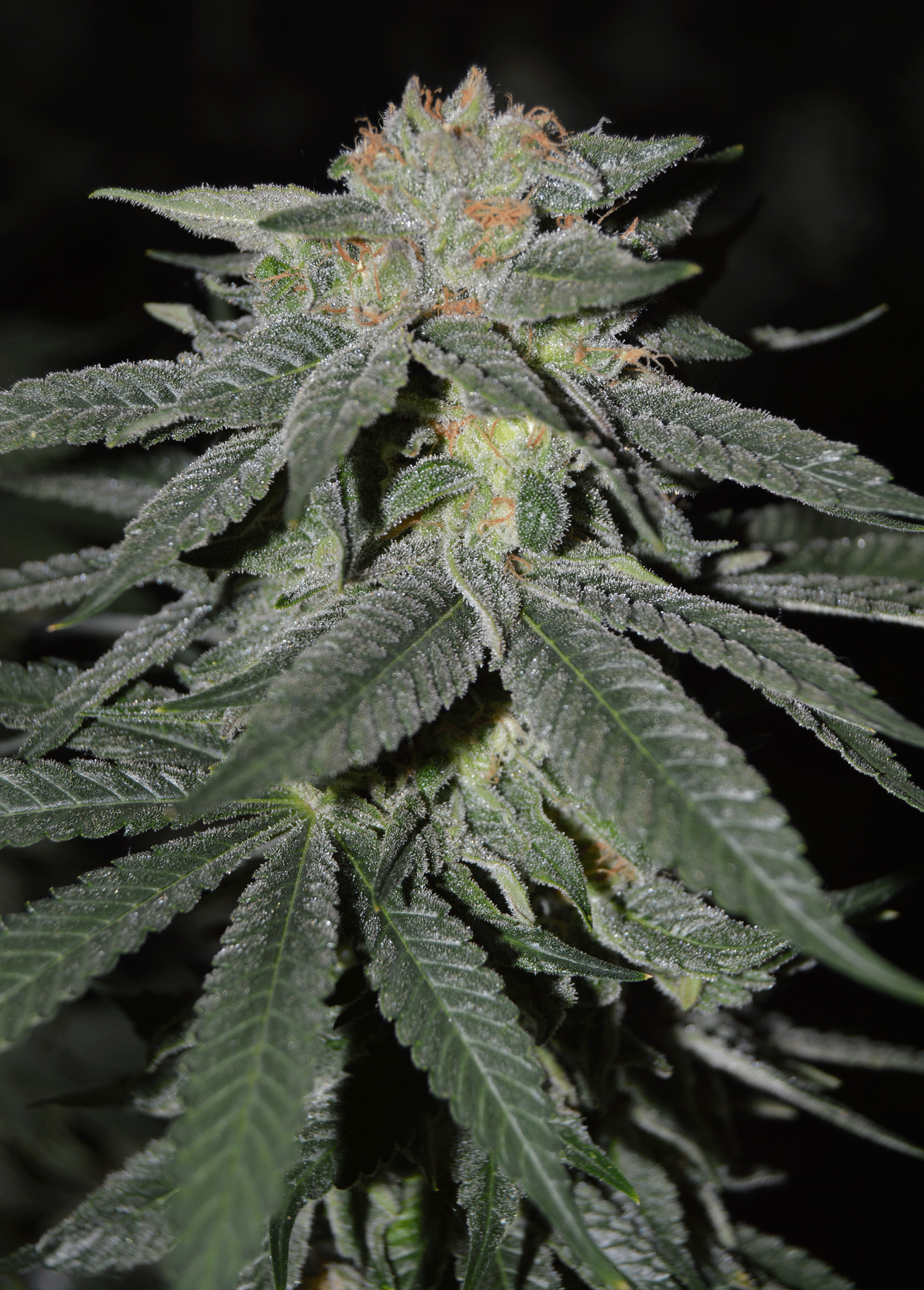 Lemon Venom Feminised Seeds