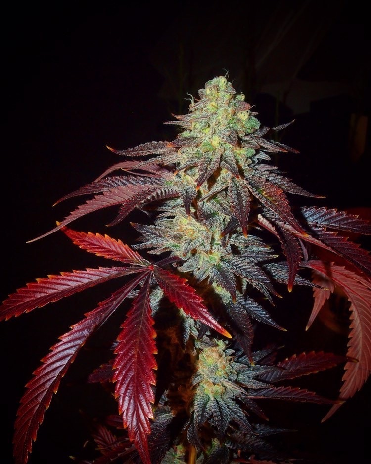 Shiva's Soul Feminised Seeds