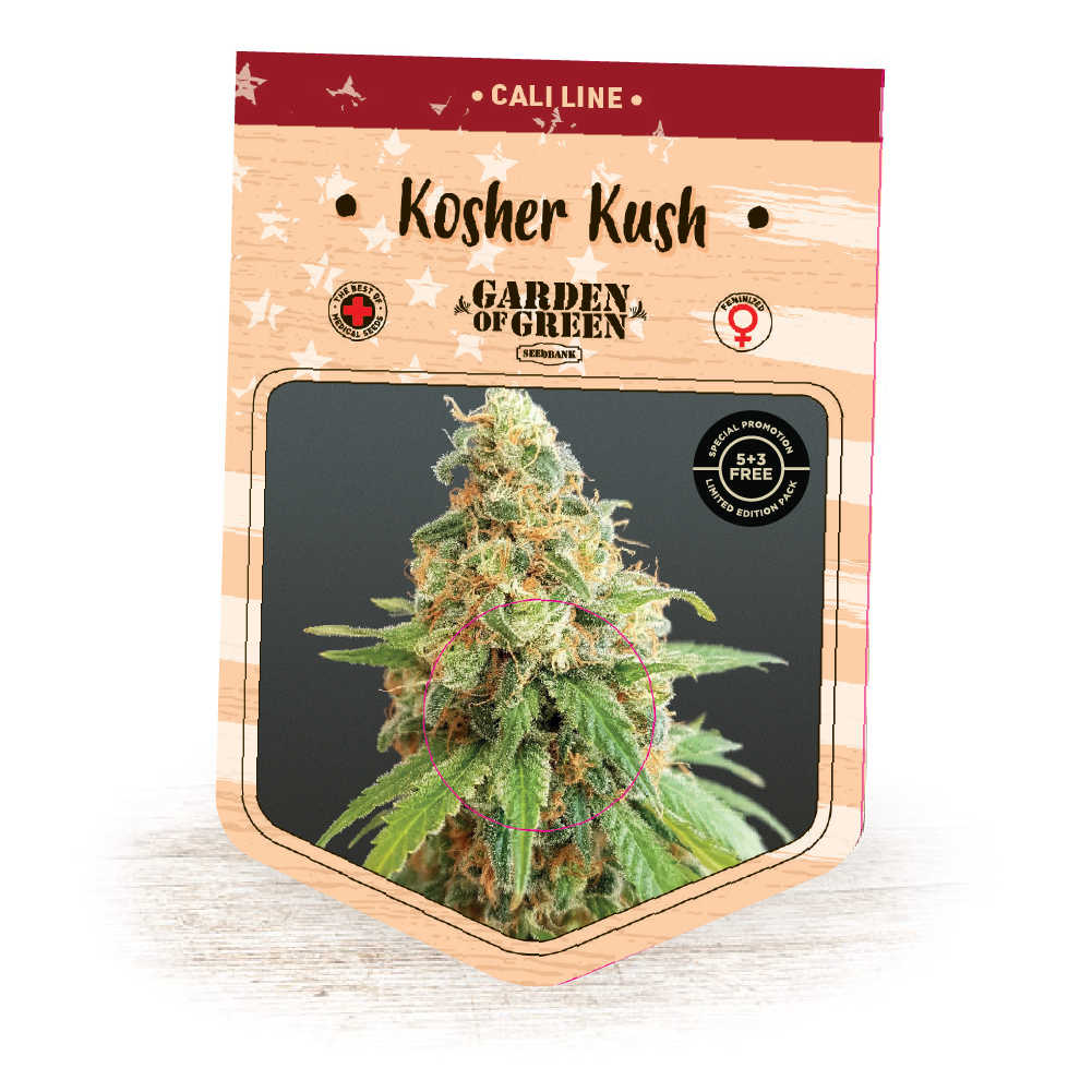 Kosher Kush Feminised Seeds