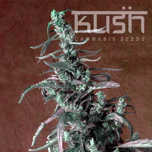 Haze Kush Feminised Seeds