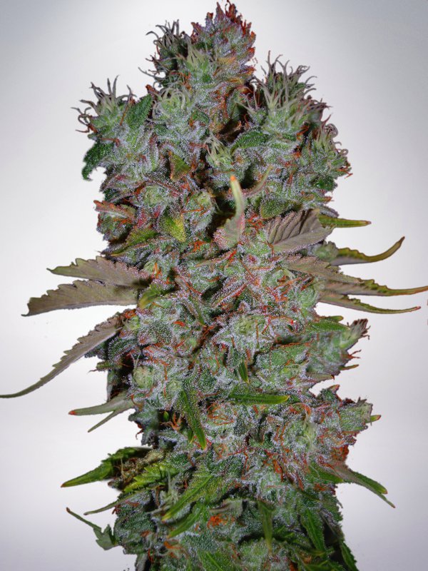 Auto Blueberry Domina Feminised Seeds