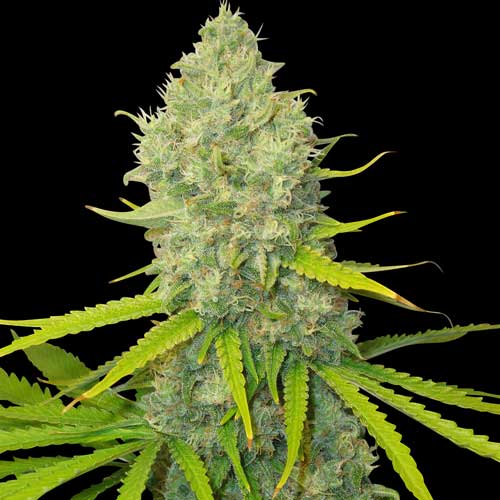 Bubblegun Feminised Spliff Seeds