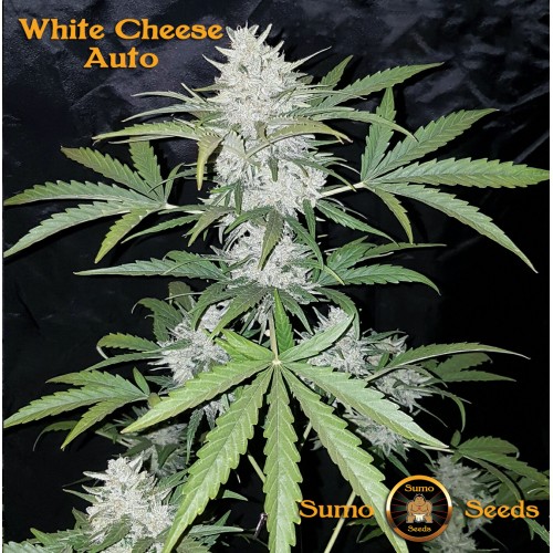 White Cheese Auto Feminised Seeds