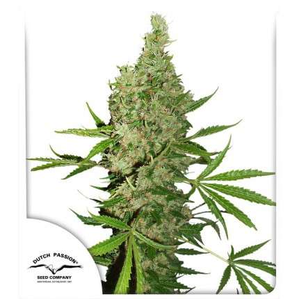 Skunk #1 Feminised Seeds