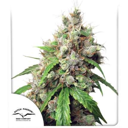 Bubba Island Kush Feminised Seeds