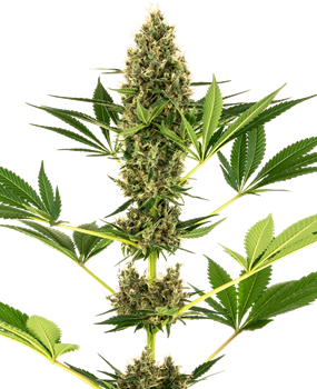 #219 Kush x Hindu Kush Auto Feminised Seeds