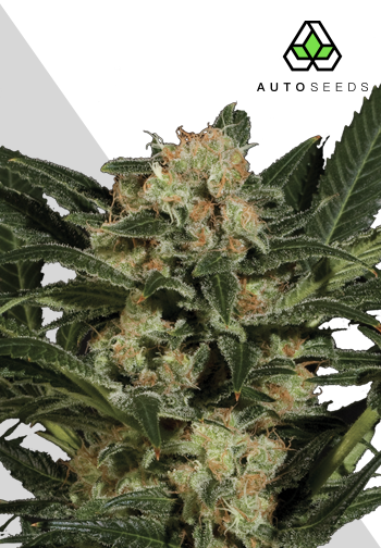 Candy Kush Feminised Seeds