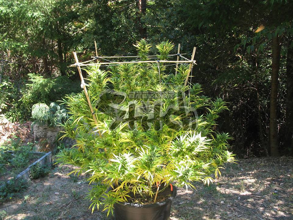 Octopussy Feminised Seeds