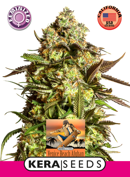 Venice Beach Afghan Feminised Seeds