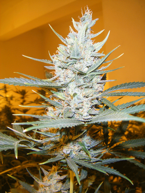 Amphetamine Auto Feminised Seeds