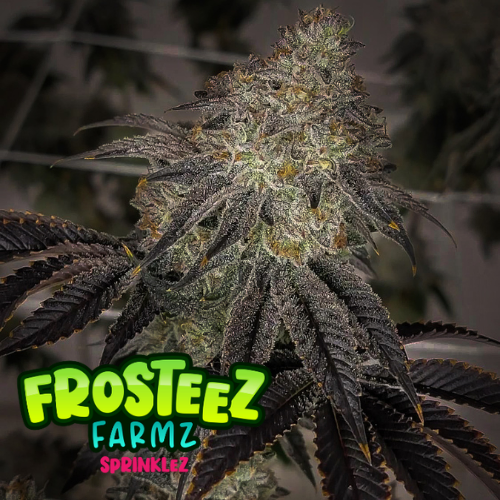 Sprinklez Feminised Seeds