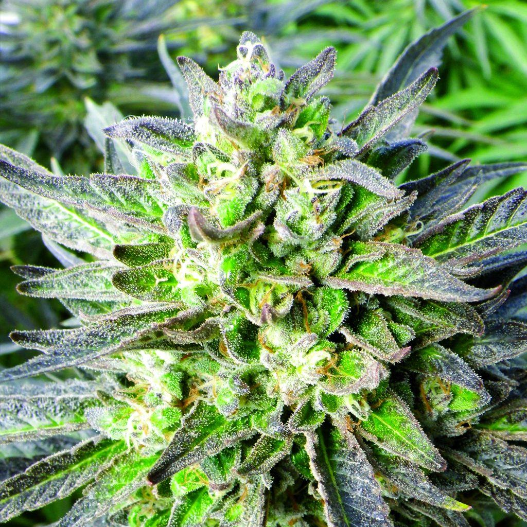 Grapefruit Krush Feminised Seeds