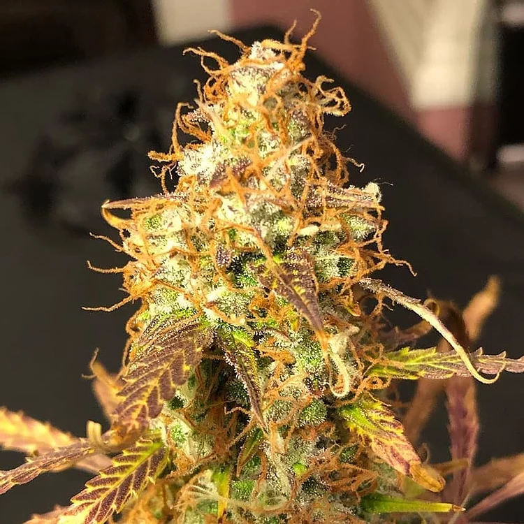 Auto Sour Melon Mass Feminised Seeds