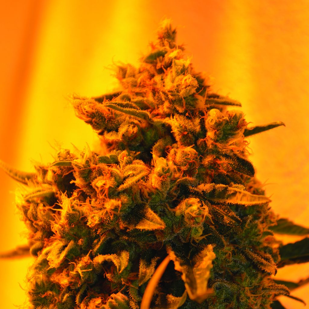 Critical Sour Diesel Feminised Seeds