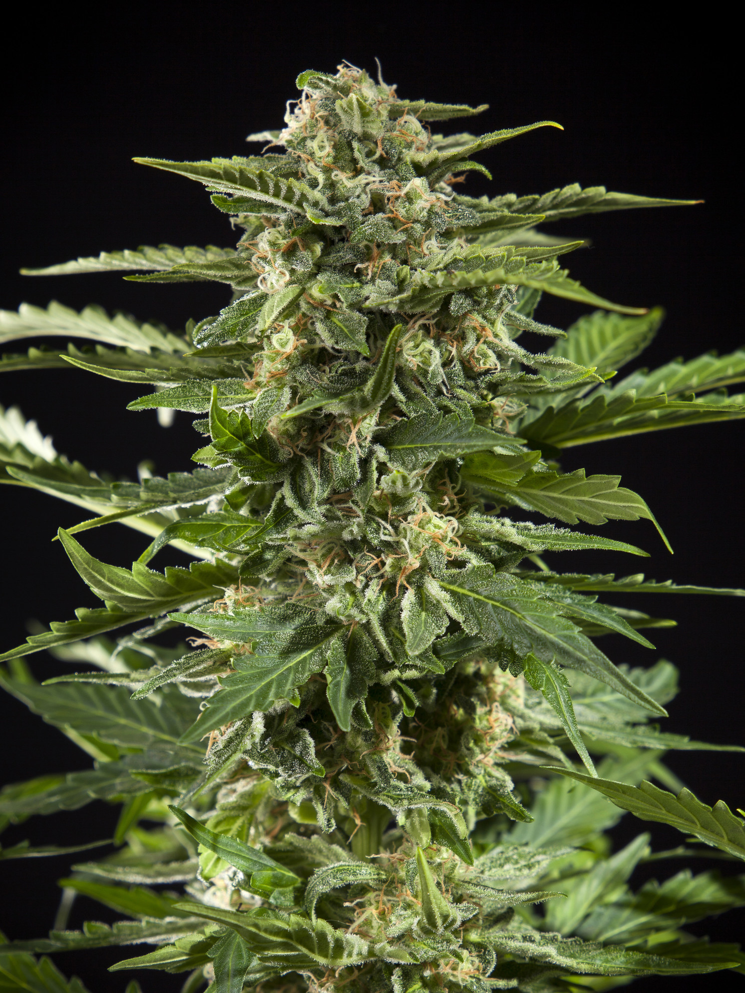 Auto Stilton (formerly Cheesy Auto) Feminised Seeds