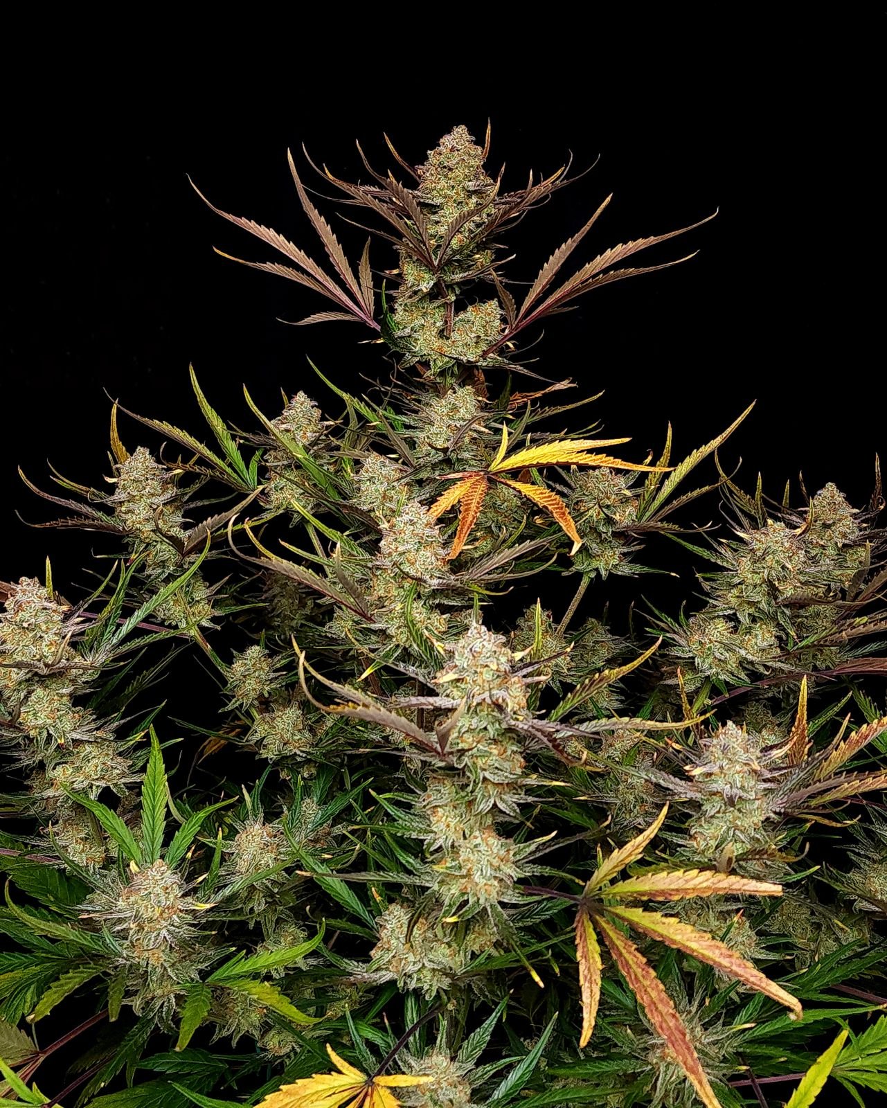 Apple Strudel Auto Feminised Seeds