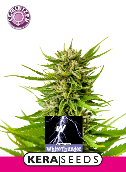 White Thunder Feminised Seeds
