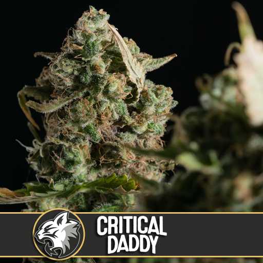 Critical Daddy  Feminised Seeds