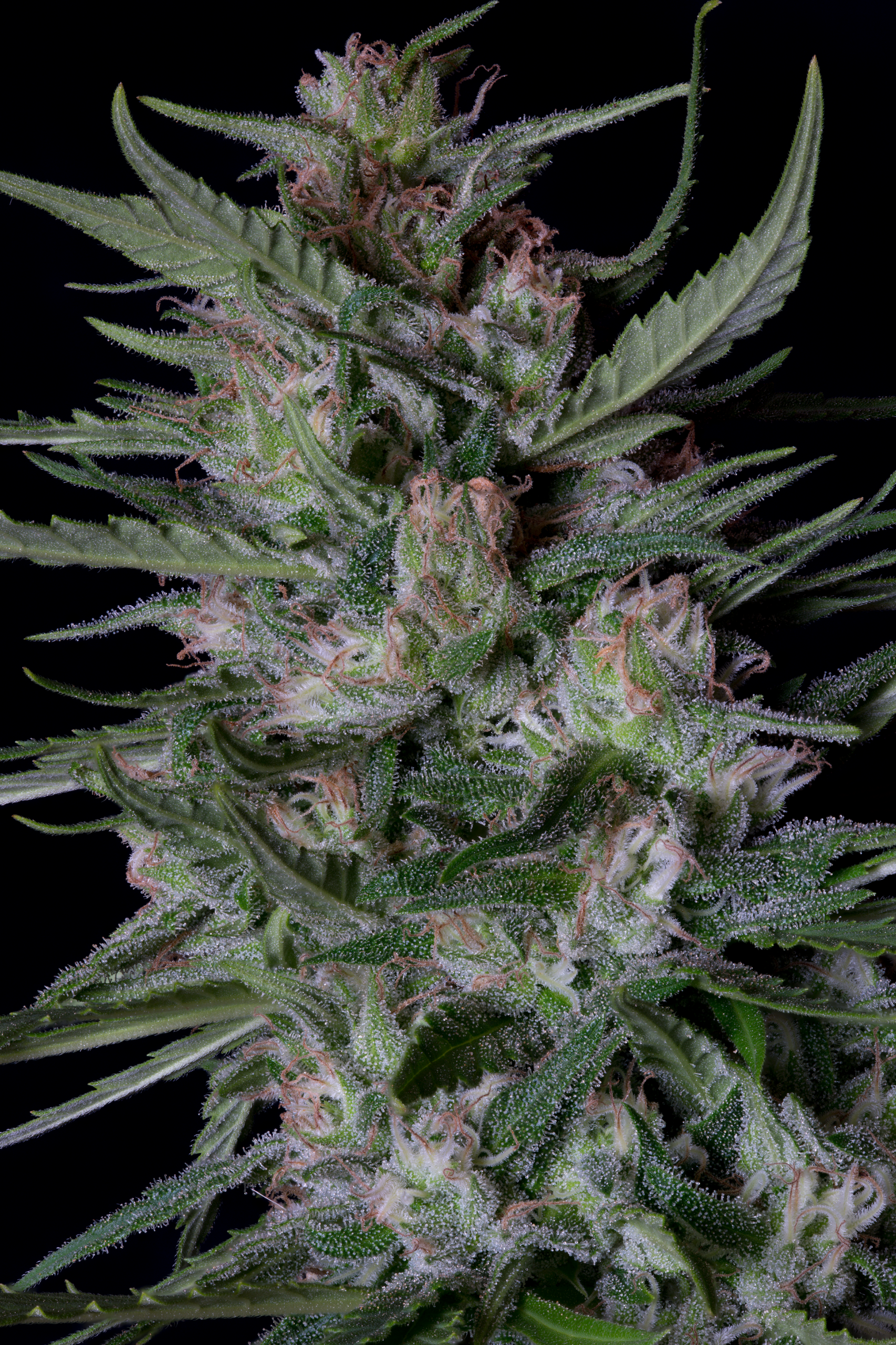 Dogstar Dawg Auto Feminised Seeds
