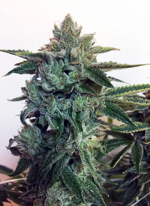 Sticky Zkittles Glue Feminised Seeds