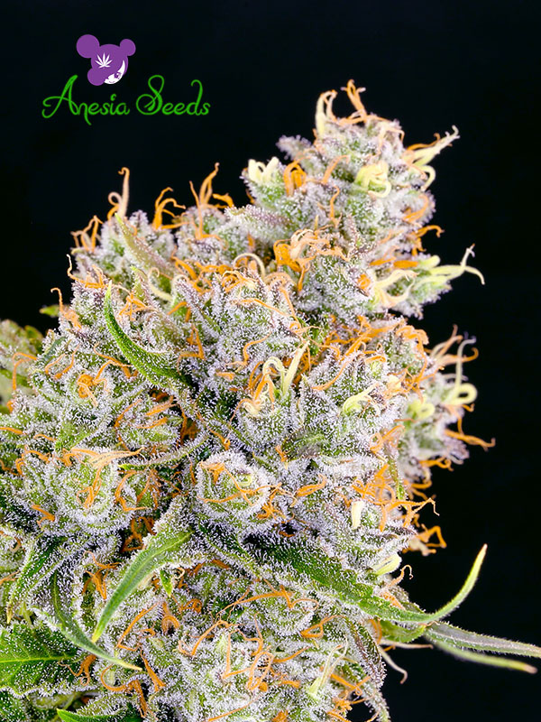 Future #1  Feminised Cannabis Seeds Anesia Seeds
