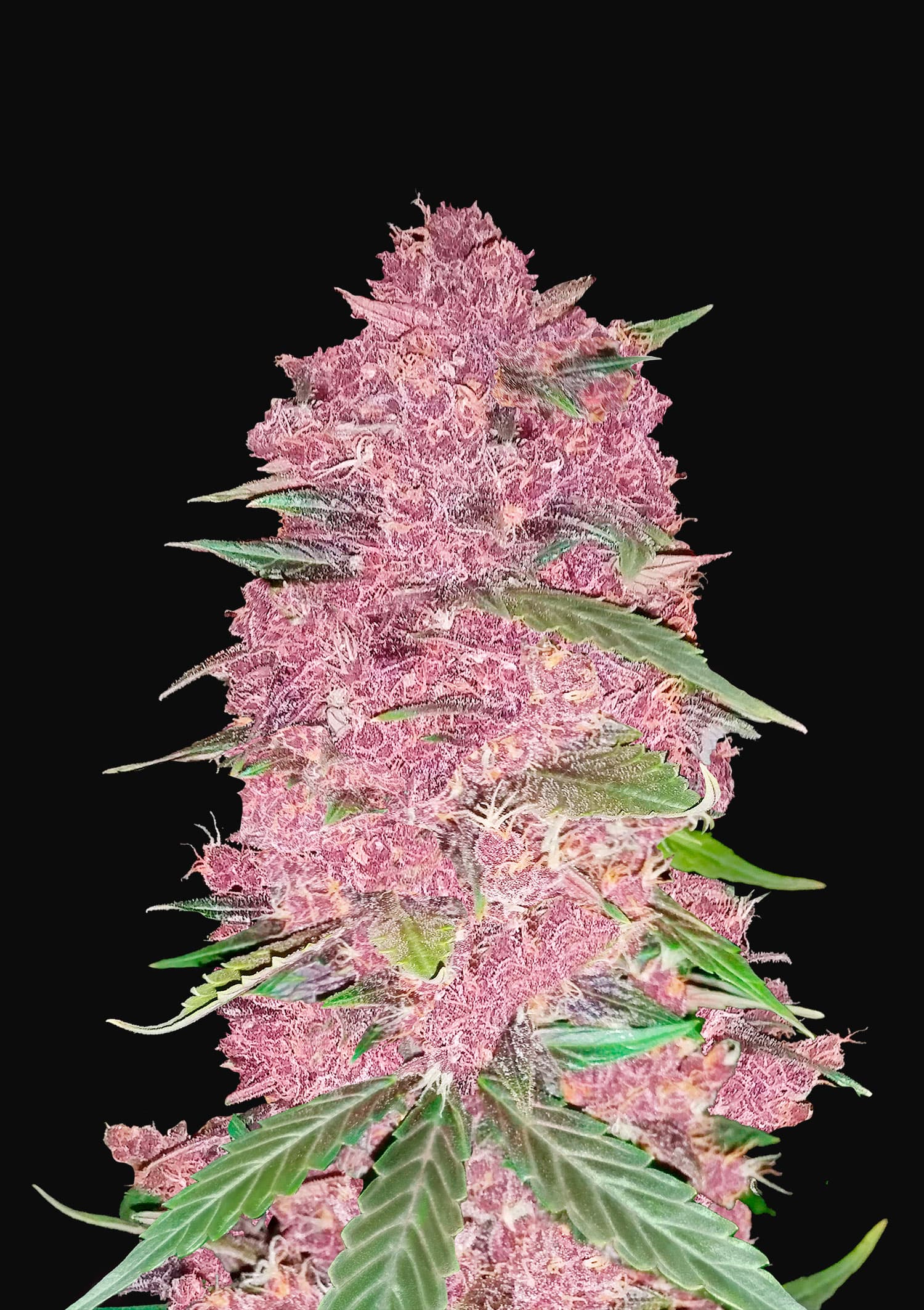 Purple Lemonade Auto Feminised Seeds
