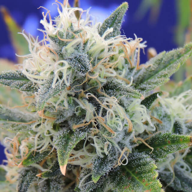 Girl Scout Cookies Feminised Seeds