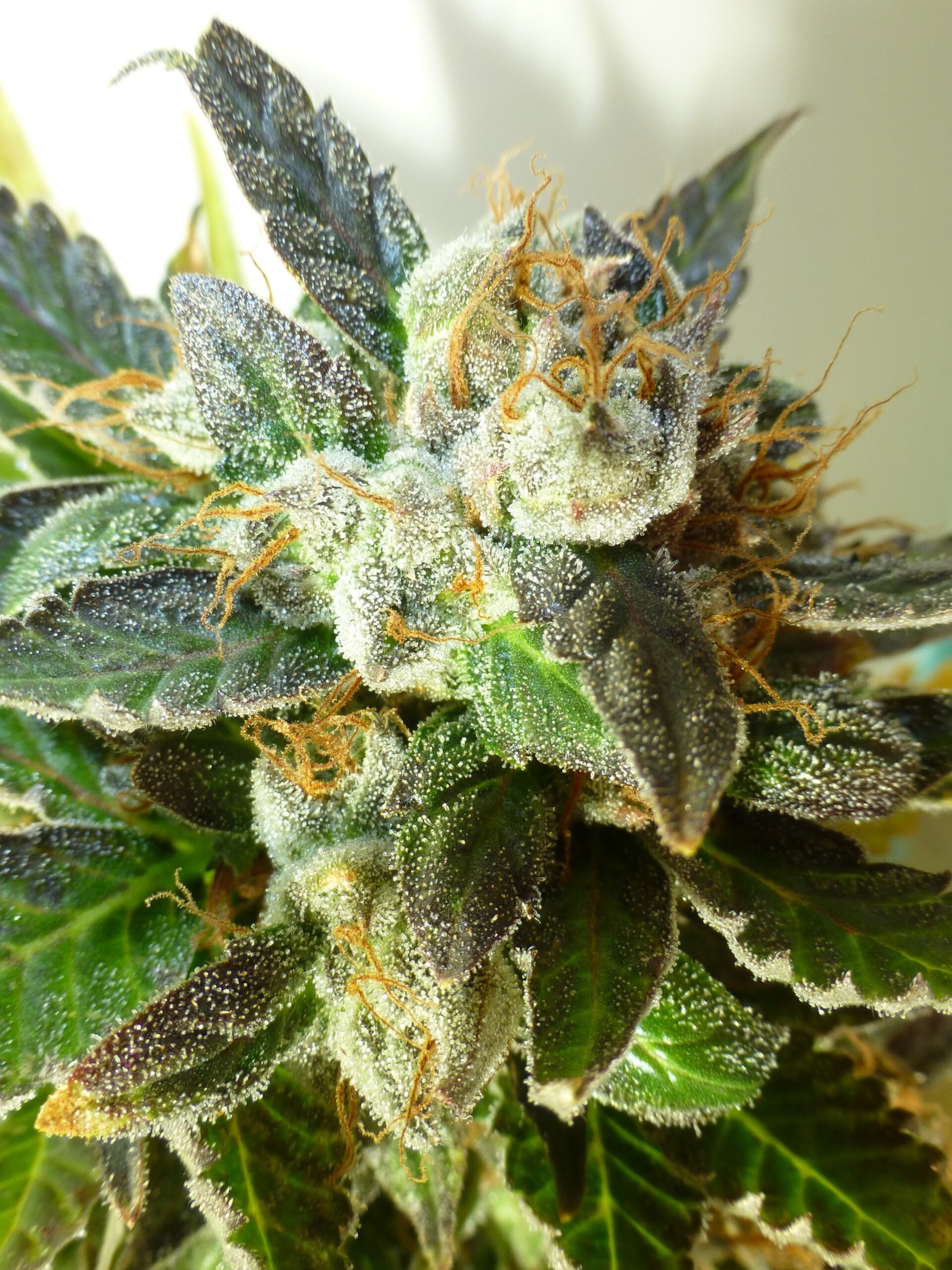 Bubble Crack Feminised Seeds