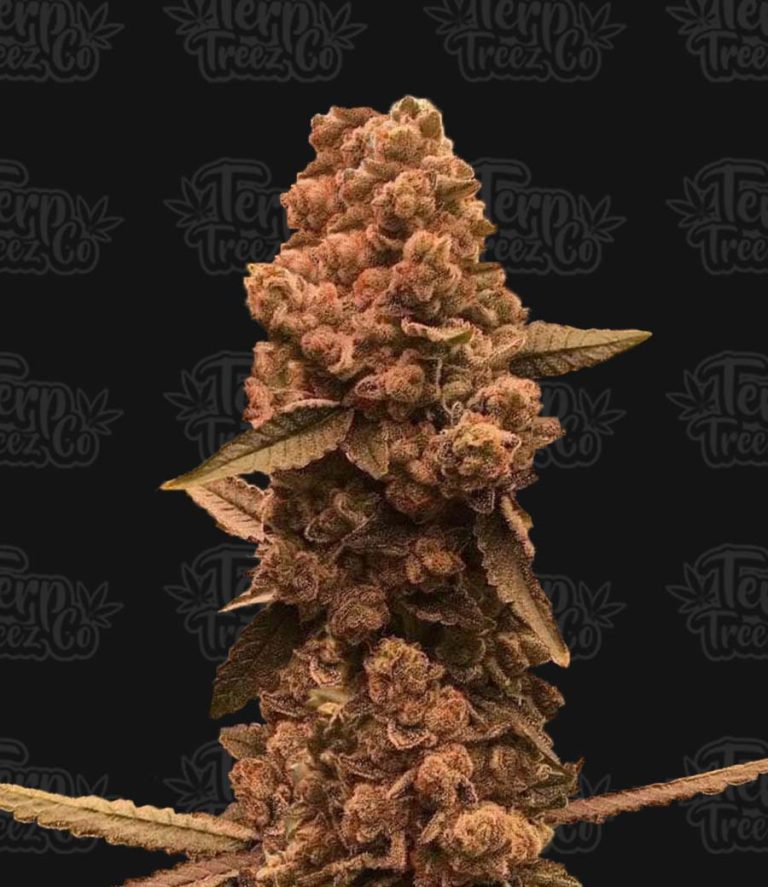 Ztrawberry Fizz Feminised Seeds