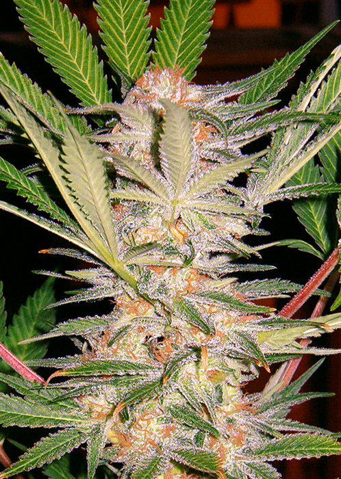 Sweet Afghan Delicious Fast V Feminised Seeds