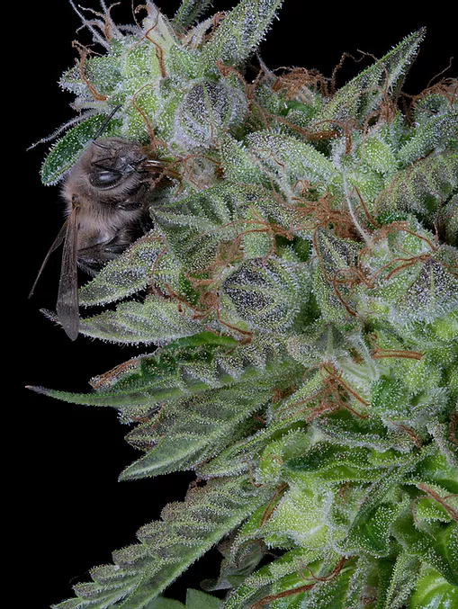 Don Do Si Dos Feminised Seeds