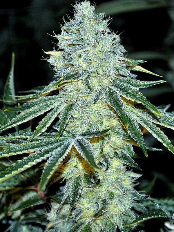 MAC Feminised Cannabis Seeds Anesia Seeds