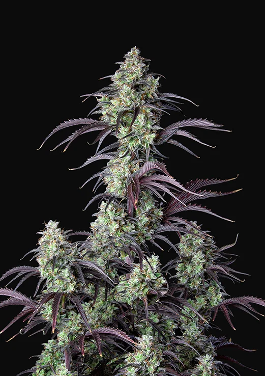 Mimosa Cake Feminised Seeds