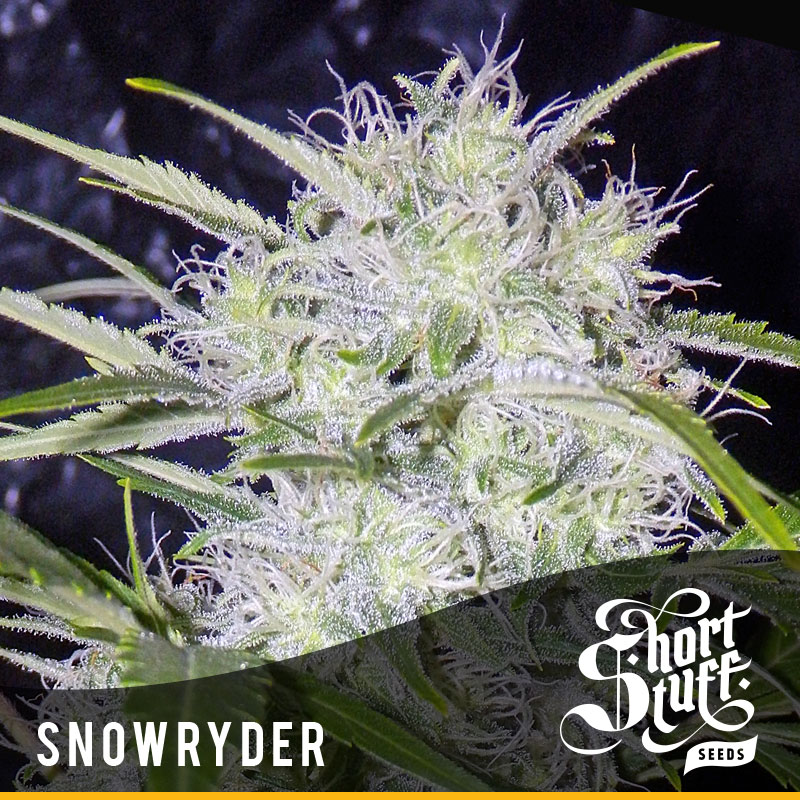 Auto Assassin Feminised Seeds