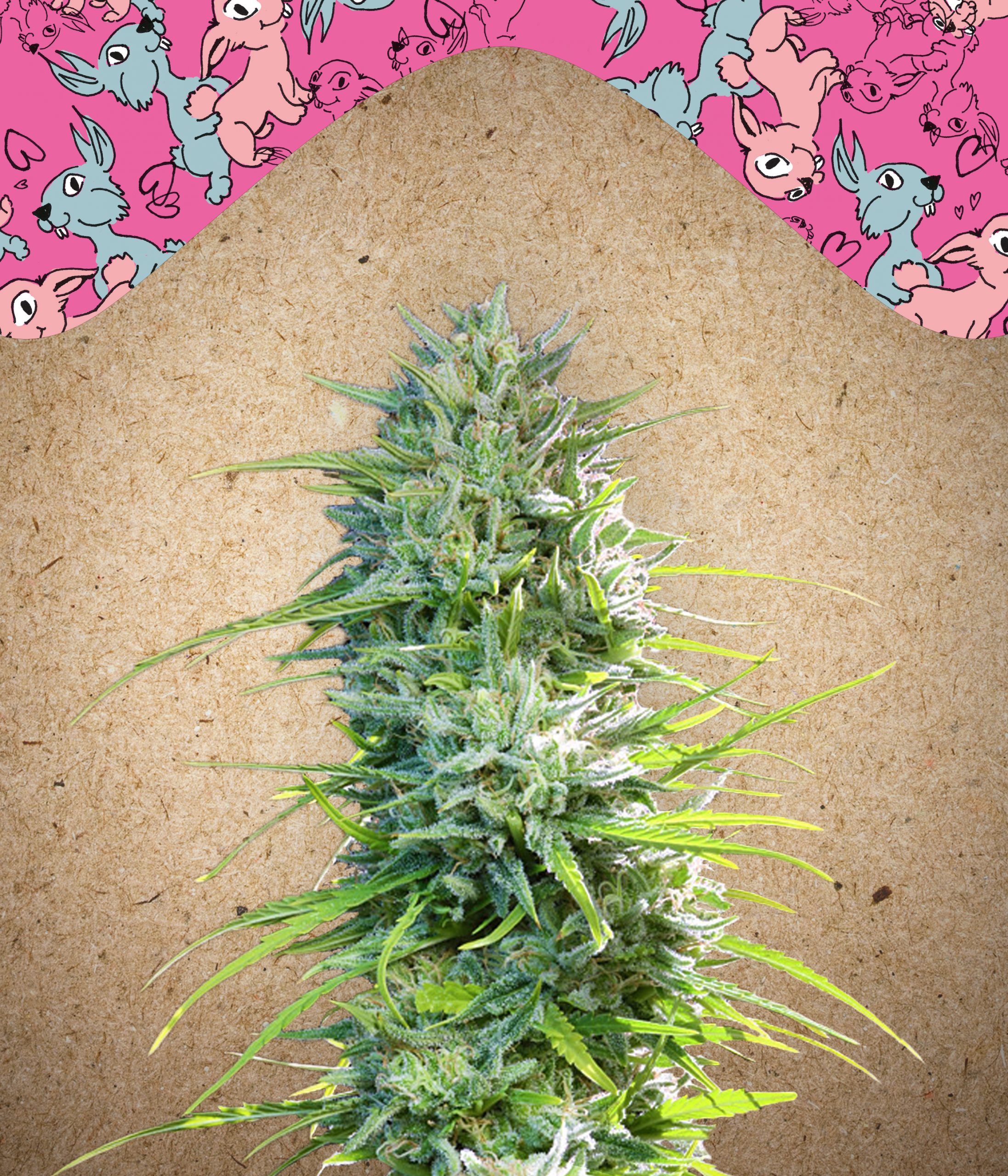 SexBud Feminised Seeds
