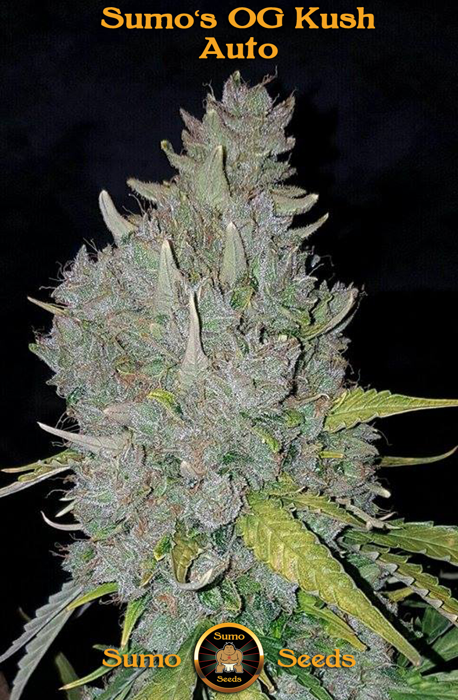 Sumo's OG Kush Auto Feminised Seeds