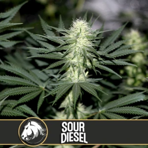 Sour Diesel Feminised Seeds