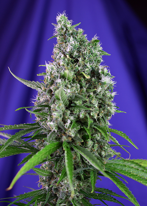 Sweet Trainwreck Auto Feminised Seeds