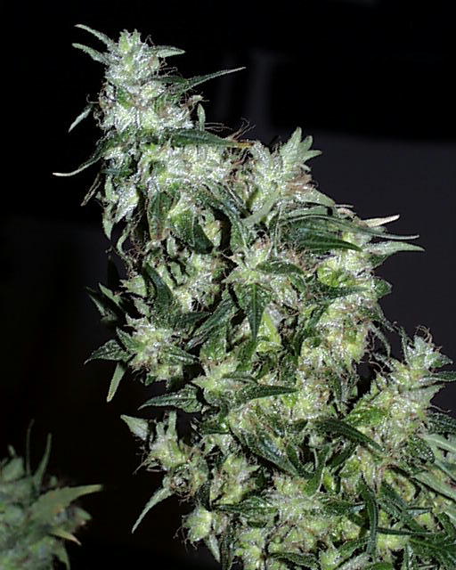 Haze Special Feminised Seeds