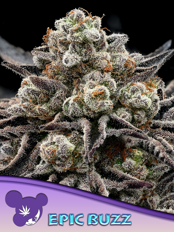 EPIC BUZZ Feminised Cannabis Seeds Anesia Seeds