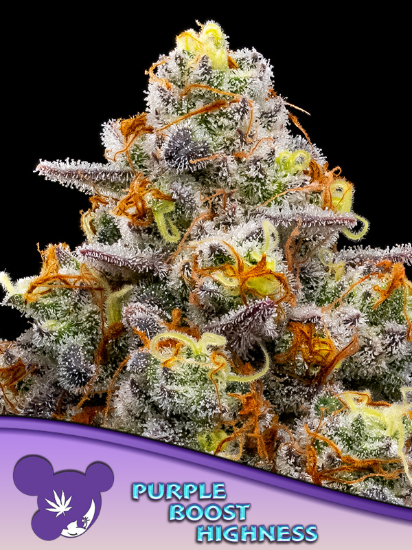 Purple Boost Highness Feminised Cannabis Seeds Anesia Seeds