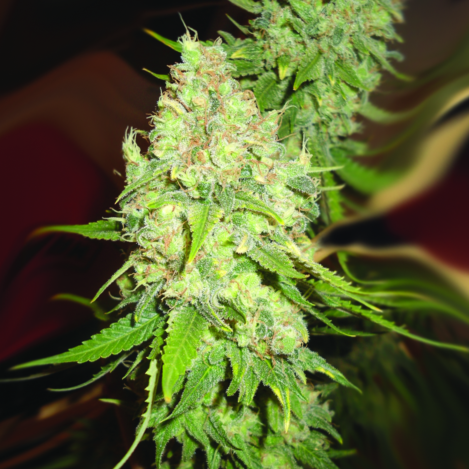 Blackberry OG CBD Regular Seeds