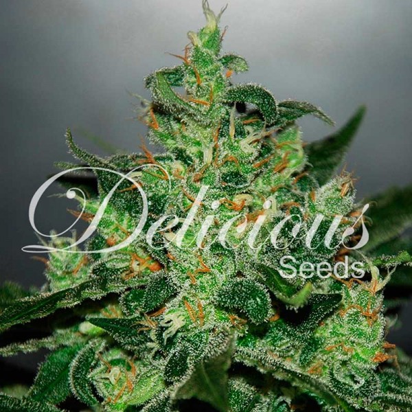 Critical x Jack Herer Auto Feminised Seeds