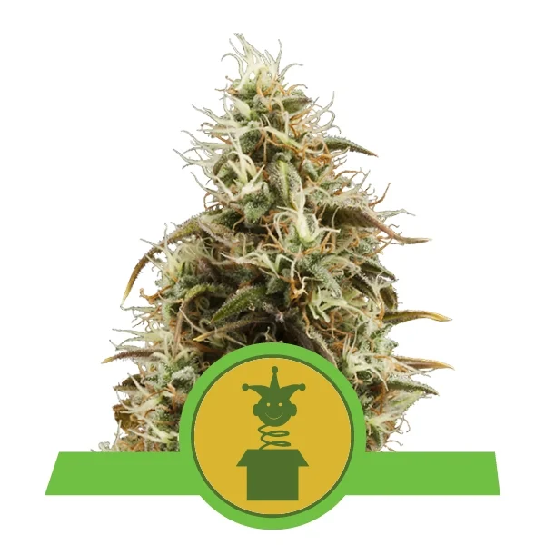 Royal Jack Auto Feminised Seeds
