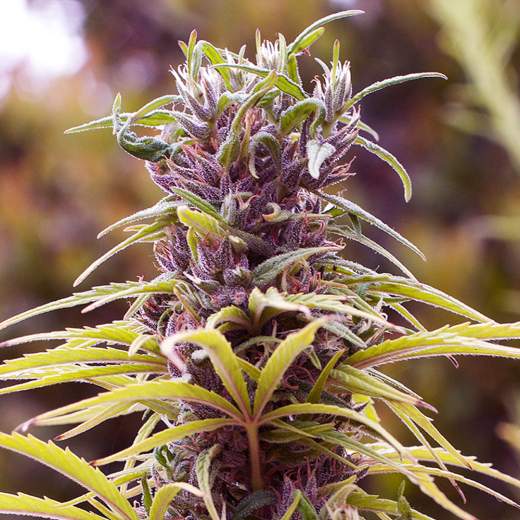 Durban Poison Feminised Seeds