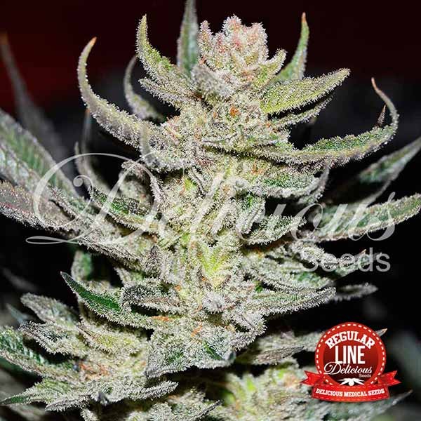 Unknown Kush2 Feminised Seeds