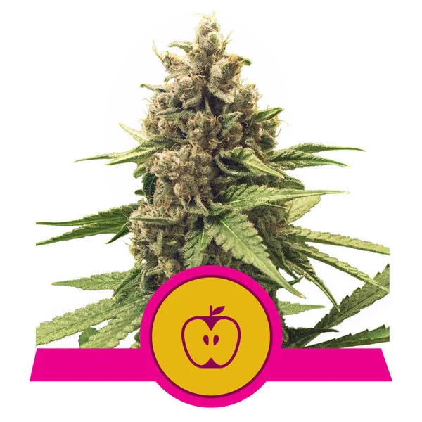 Apple Fritter Feminised Royal Queen Seeds