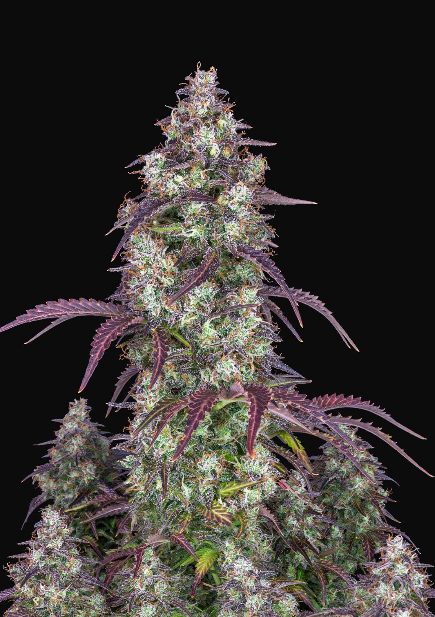 Lemon Pie Auto Feminised Seeds