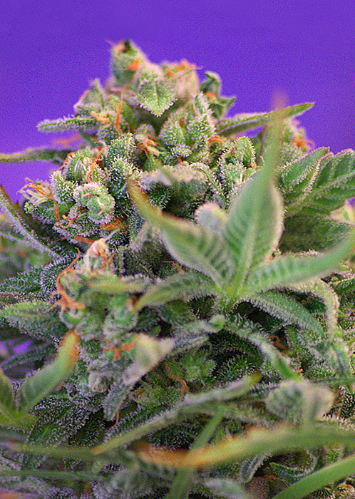Sweet Cheese Fast V Feminised Seeds